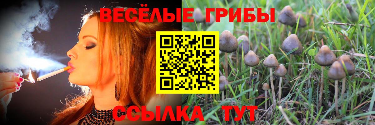 Михайловск  Галлюциногенные грибы Cubensis  Вход с VPN 